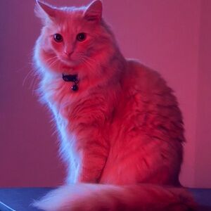 Live Show Listing 401 to 500